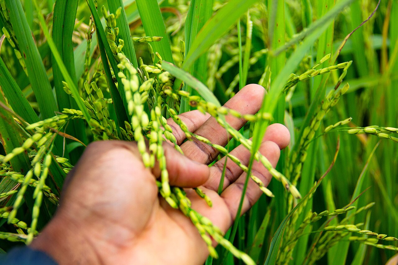 Rice cultivation in Kano State (file photograph)