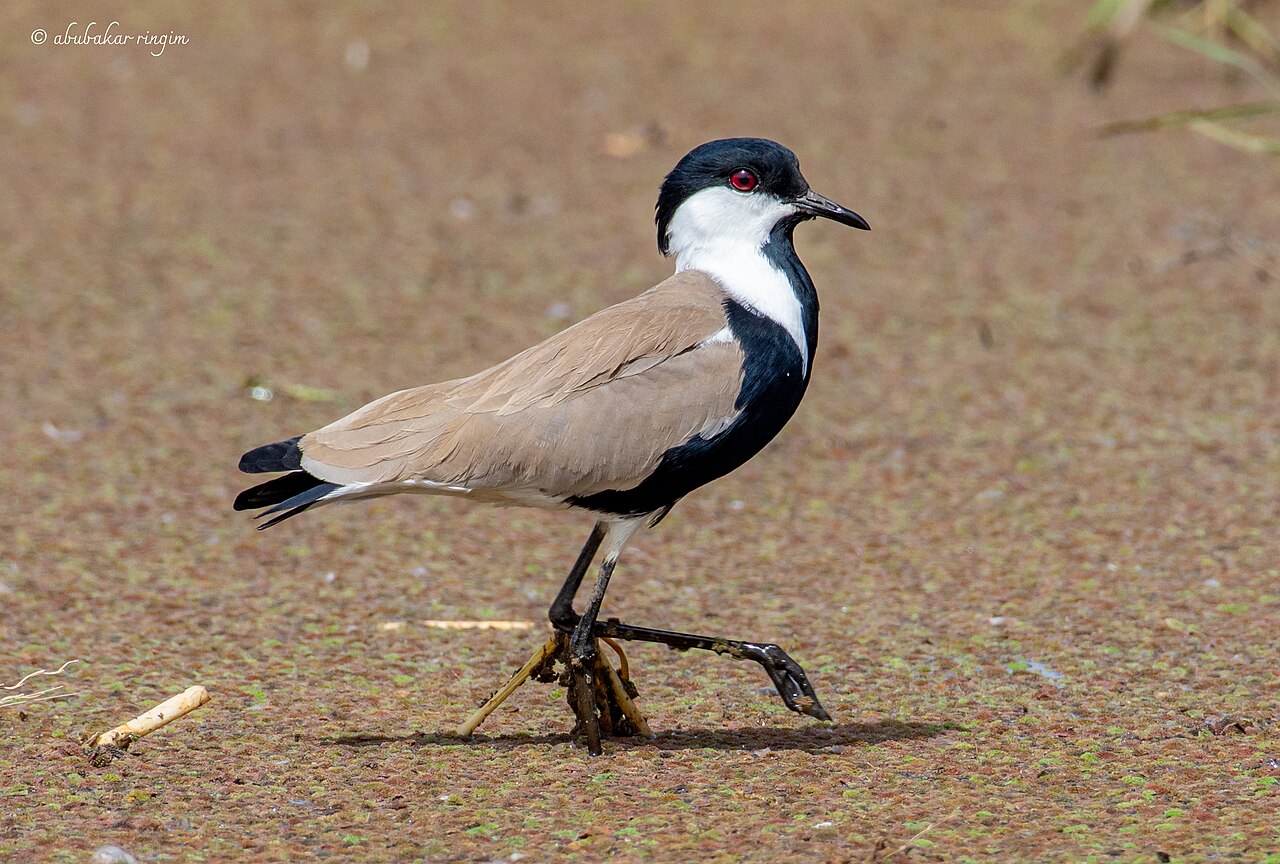 A spur-winged lapwing in Nigeria’s Hadejia–Nguru wetlands